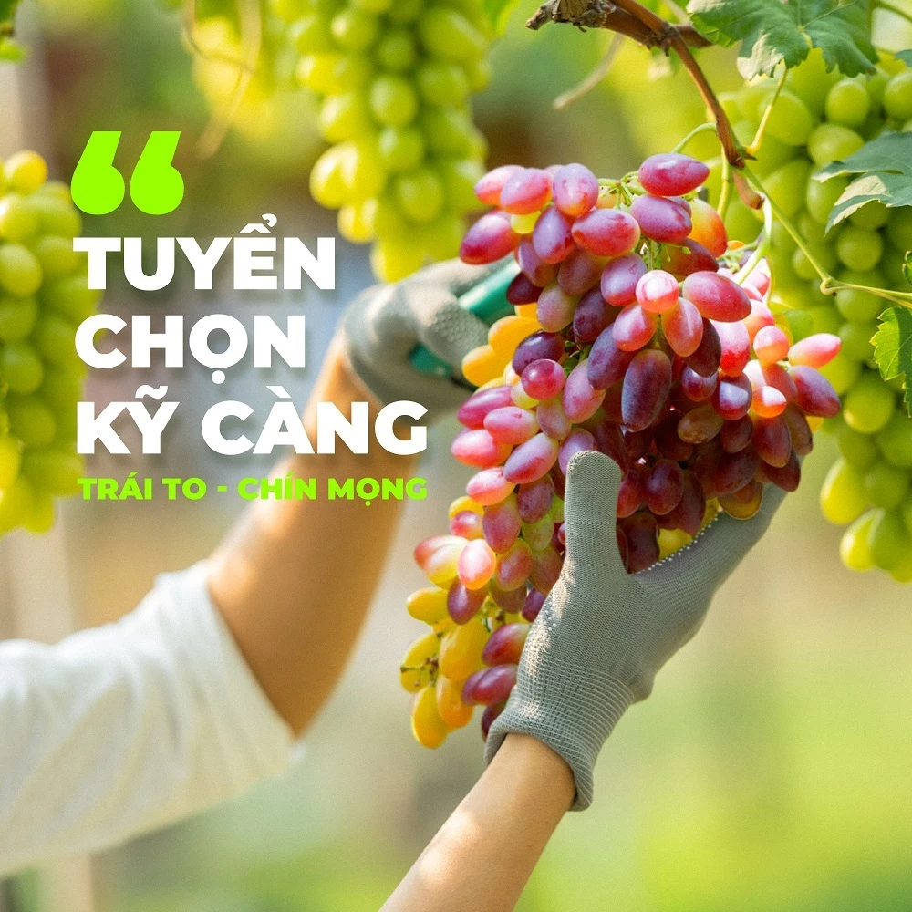 Nho khô Raisins 3 màu TANU NUTS không đường Chile sấy chua ngọt