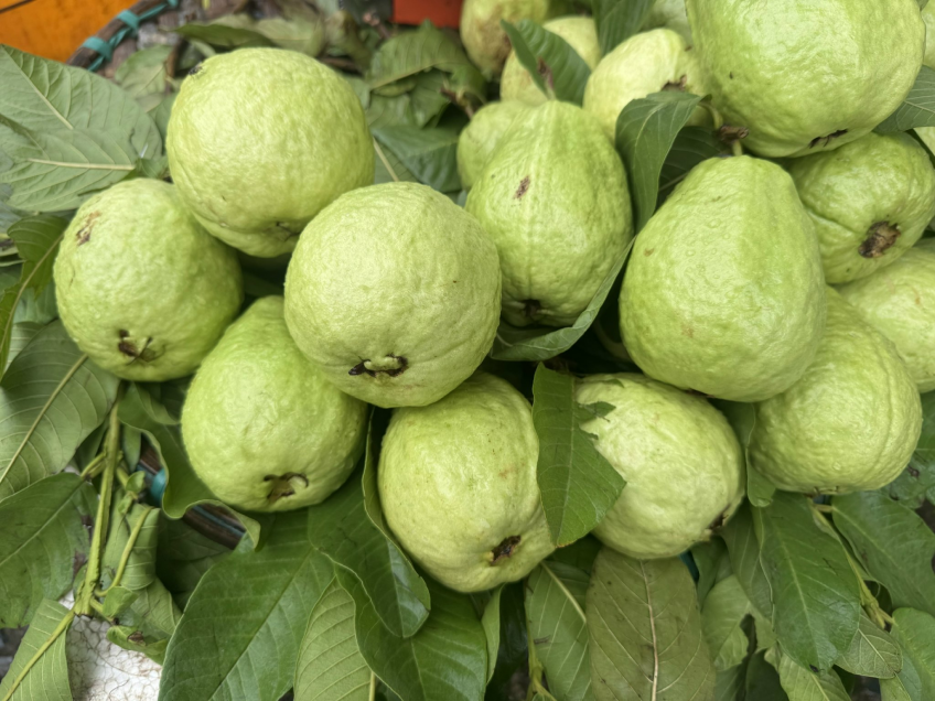 5 lý do bệnh nhân đái tháo đường nên ăn ổi nhiều hơn